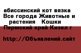 абиссинский кот вязка - Все города Животные и растения » Кошки   . Пермский край,Кизел г.